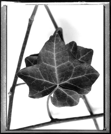 Ivy in Pont-Aven 09